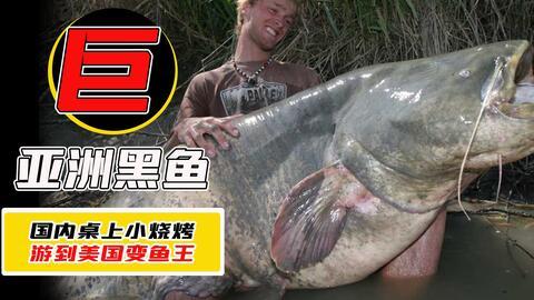 国产黑鱼动画视频播放下载,播放下载热潮背后的魅力解析